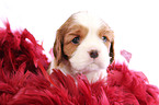 Cavalier King Charles Spaniel Welpe