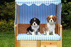 Cavalier King Charles Spaniel Welpe