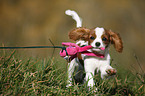 Cavalier King Charles Spaniel Welpe