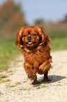 rennender Cavalier King Charles Spaniel