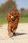 spielender Cavalier King Charles Spaniel