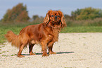 Cavalier King Charles Spaniel