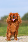 Cavalier King Charles Spaniel