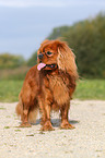 Cavalier King Charles Spaniel