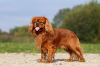 Cavalier King Charles Spaniel