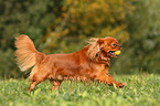 spielender Cavalier King Charles Spaniel