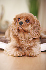 Cavalier King Charles Spaniel