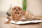 Cavalier King Charles Spaniel