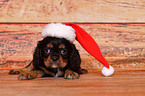 Cavalier King Charles Spaniel Welpe