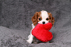 Cavalier King Charles Spaniel Welpe