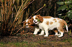 Cavalier King Charles Spaniel Welpen