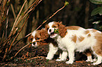 Cavalier King Charles Spaniel Welpen