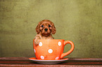 Cavalier King Charles Spaniel Welpe