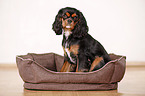 Cavalier King Charles Spaniel