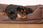 Cavalier King Charles Spaniel