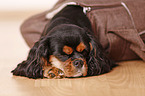 Cavalier King Charles Spaniel