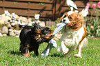 spielende Cavalier King Charles Spaniel