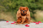 liegender Cavalier King Charles Spaniel