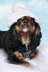 Cavalier King Charles Spaniel mit Mtze