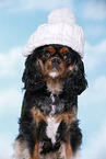 Cavalier King Charles Spaniel mit Mtze