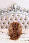 liegender Cavalier King Charles Spaniel