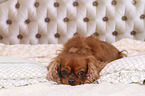 liegender Cavalier King Charles Spaniel