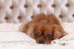 liegender Cavalier King Charles Spaniel