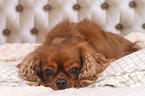 liegender Cavalier King Charles Spaniel