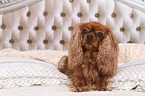 liegender Cavalier King Charles Spaniel