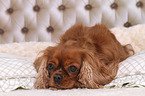 liegender Cavalier King Charles Spaniel