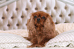 liegender Cavalier King Charles Spaniel