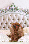 liegender Cavalier King Charles Spaniel