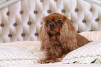 liegender Cavalier King Charles Spaniel