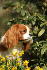 Cavalier King Charles Spaniel Portrait