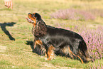 Cavalier King Charles Spaniel