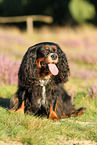 sitzender Cavalier King Charles Spaniel