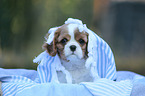 Cavalier King Charles Spaniel Welpe