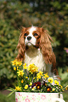 Cavalier King Charles Spaniel Portrait