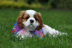 Cavalier King Charles Spaniel Welpe