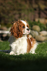 liegender Cavalier King Charles Spaniel