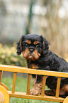 Cavalier King Charles Spaniel Welpe