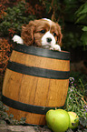 Cavalier King Charles Spaniel im Weinfass