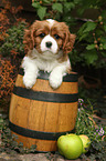 Cavalier King Charles Spaniel im Weinfass