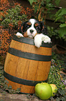 Cavalier King Charles Spaniel im Weinfass