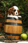 Cavalier King Charles Spaniel im Weinfass