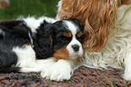 schlafender Cavalier King Charles Spaniel Welpe