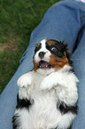 Cavalier King Charles Spaniel auf Scho