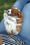 Cavalier King Charles Spaniel auf Scho