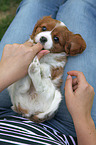 Cavalier King Charles Spaniel auf Scho