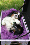 schlafender Cavalier King Charles Spaniel Welpe